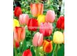 лалета Longstemmed Tulips Mixed (1 оп-50 луковици) - 1t