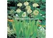 Гарвански лук /Ornithogalum arabicum/ 1 бр - 1t