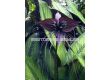 Орхидея на черния прилеп/ Tacca Chanterii black / 1 бр - 2t