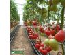 Семена домати Исима F1- Tomato Isima F1 (KS 240) - 3t