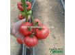 Семена домати Исима F1- Tomato Isima F1 (KS 240) - 2t