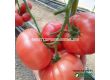 Семена домати Исима F1- Tomato Isima F1 (KS 240) - 1t
