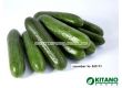 Семена Краставици тип Beth Alpha KS 260 - 100с - 1t