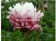 Божур-Paeonia Candy Stripe - 1 бр			 - 1t