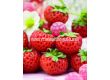 Ягоди / Fragaria Ananassa Raspy Strawberry / 1 оп- 2 корена - 1t