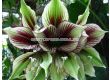 Hippeastrum 'Papilio' - 2t