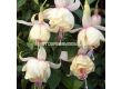 Фуксия - Fuchsia Annabel -1 бр 			 - 2t