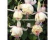 Фуксия - Fuchsia Annabel -1 бр 			 - 2t - sortovisemena.bg Фуксия - Fuchsia Annabel -1 бр 			 - 2t