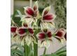 Амарилис /Hippeastrum 'Papilio'/ 1 бр - 1t