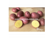 СЕМЕ КАРТОФИ ALOUETTE/ SEED POTATOES ALOUETTE - КАТЕГОРИЯ A - 5 KG - 2t