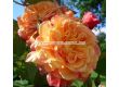 Роза Aloha® (катерлива роза), серия Klettermaxe- Kordes-1 брой - 1t