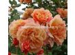 Роза Aloha® (катерлива роза), серия Klettermaxe- Kordes-1 брой - 4t