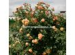 Роза Aloha® (катерлива роза), серия Klettermaxe- Kordes-1 брой - 2t