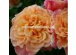 Роза Aloha® (катерлива роза), серия Klettermaxe- Kordes-1 брой - 3t