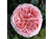 Роза Amorosa (хибридна чаена роза), серия Eleganza Antique - Kordes - 1 брой - 1t