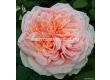 Роза Amorosa (хибридна чаена роза), серия Eleganza Antique - Kordes - 1 брой - 5t