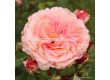 Роза Amaretto ADR - 1 брой - 1t