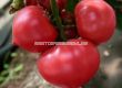 Семена домат розов Asterius F1 - 500 бр.семена - 1t