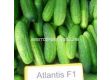 Семена корнишони Атлантис F1 - Аtlantis F1 - 250 семена - 1t