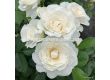 Роза Baby Schneewittchen (флорибунда), Kordes- 1 брой - 5t