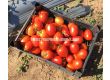 Семена домати Батул F1, безколов, консервен-Batool F1 - 500 бр. семена - 2t