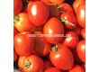Семена домати Батул F1, безколов, консервен-Batool F1 - 500 бр. семена - 1t