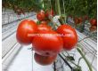 Семена домати BEEF BANG F1 ZKI - 1000 семена - 1t