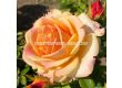 Роза Better Times (хибридна чаена роза), серия Eleganza - Kordes - 1 брой - 6t