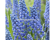 Мускари/ Muscari armeniacum 'Big Smile - 1 бр. - 1t