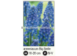 Мускари/ Muscari armeniacum 'Big Smile - 1 бр. - 2t