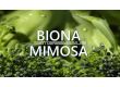 Biona Mimosa - Биона Мимоза  - 1t