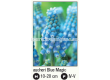Мускари/ Muscari aucheri Blue Magic - 1 бр. - 2t