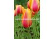Лале/ Tulip single late Blushing Beauty - 1 бр. - 1t