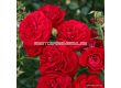 Роза Bordeaux - 1 брой - 3t
