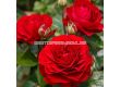 Роза Bordeaux - 1 брой - 4t