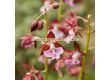 Коледна орхидея /Calanthe discolor / 1 бр - 1t