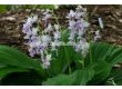 Коледна орхидея /Calanthe reflexa / 1 бр - 2t
