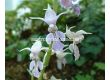 Коледна орхидея /Calanthe reflexa / 1 бр - 1t