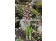 Коледна орхидея /Calanthe discolor / 1 бр - 2t