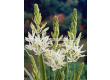 Камасия/ Camassia 'Silk River - 1 бр. - 1t