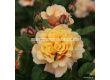 Роза Caramella - 1 брой - 1t