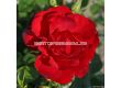 Роза Cayenne  (храстова роза), серия Klimahelden - Kordes - 1 брой - 1t