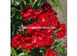 Роза Cayenne  (храстова роза), серия Klimahelden - Kordes - 1 брой - 2t