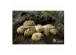 СЕМЕ КАРТОФИ COLOMBA/ SEED POTATOES COLOMBA - КАТЕГОРИЯ A - 1t