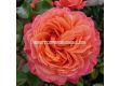 Роза Coral Lions-Rose (флорибунда) серия Fantasia - Kordes -1 брой - 1t