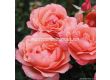 Роза Coral Lions-Rose (флорибунда) серия Fantasia - Kordes -1 брой - 3t