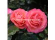 Роза Coral Lions-Rose (флорибунда) серия Fantasia - Kordes -1 брой - 6t