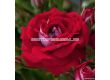 Роза Corazon (миниатюрна роза), серия Lilliputs - Kordes - 1 брой - 1t