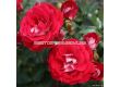 Роза Corazon (миниатюрна роза), серия Lilliputs - Kordes - 1 брой - 2t