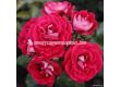 Роза Corazon (миниатюрна роза), серия Lilliputs - Kordes - 1 брой - 3t